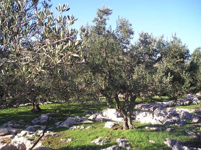 Naturpark Telascica 31